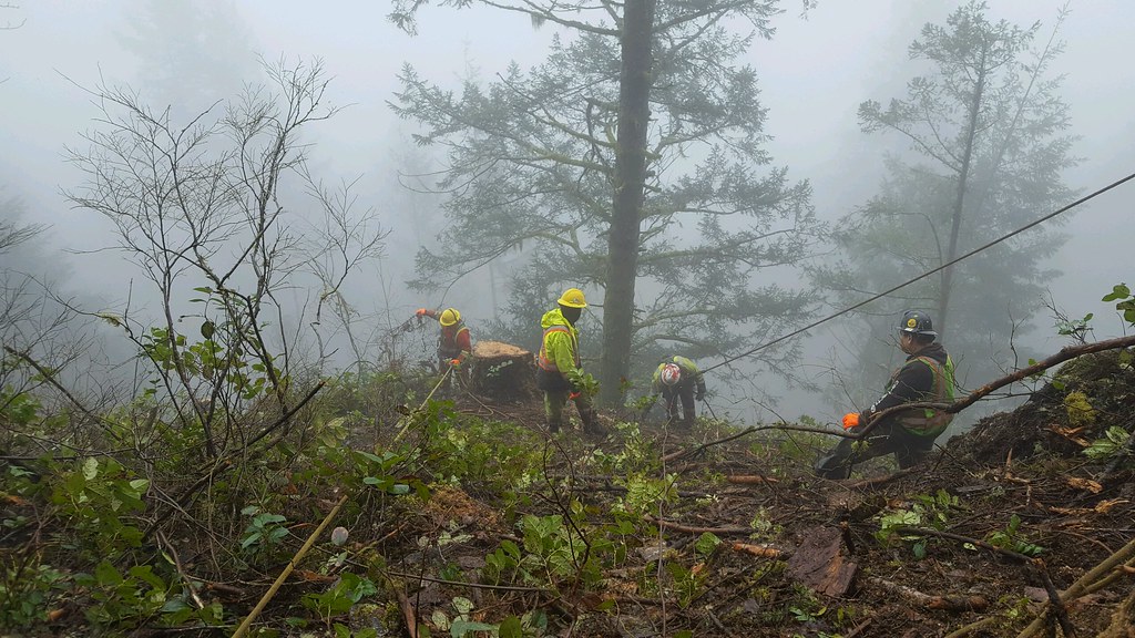 Storm-damaged tree removal service in Cape Town