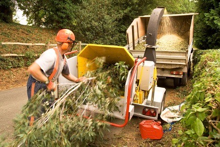 Chipping machine processing tree branches for disposal