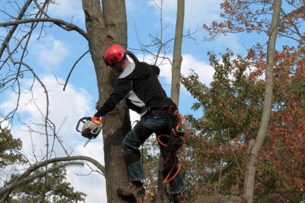 Photo by CJ Tree cutting crew performing safe tree removal in Cape Town garden