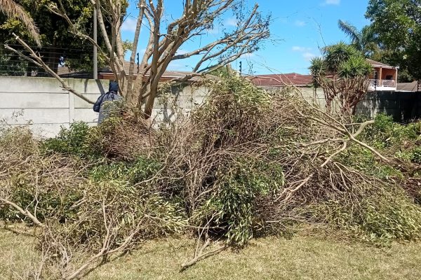 Professional Tree Felling Service Cape Town Tree felling worker cutting large tree with chainsaw in Cape Town