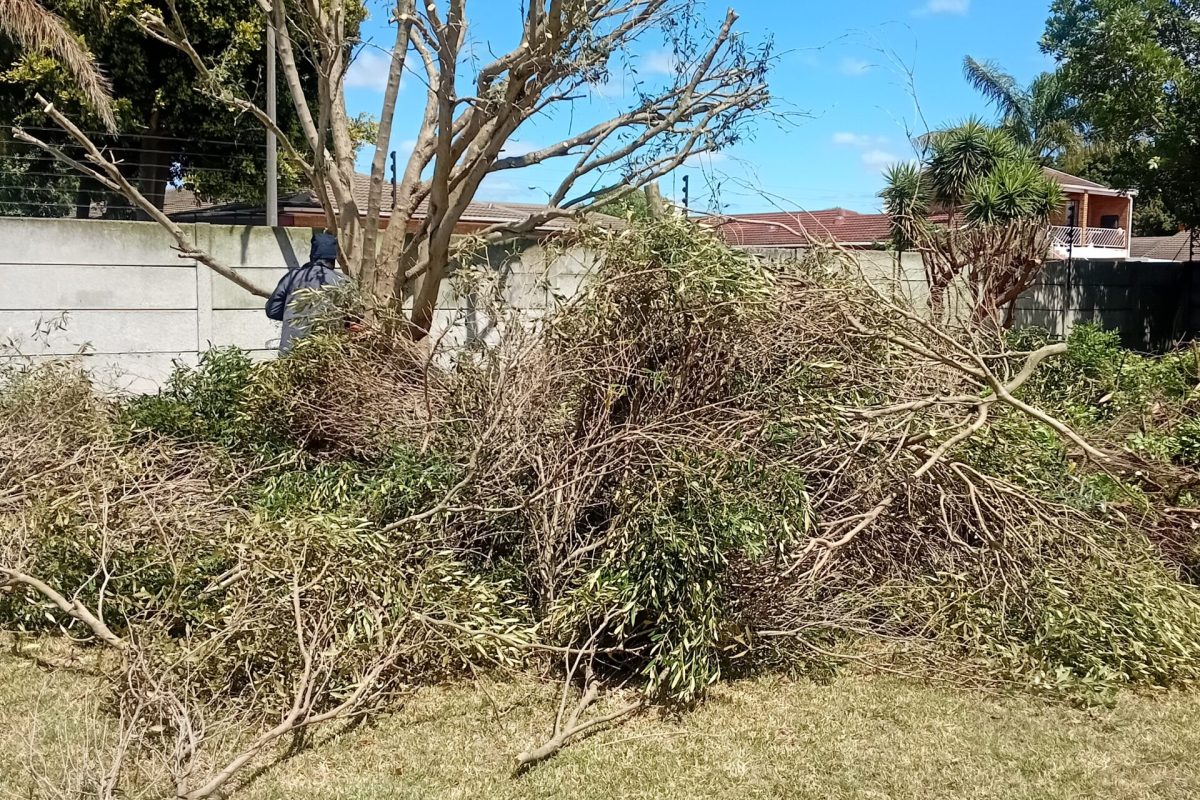 Professional Tree Felling Service Cape Town Tree felling worker cutting large tree with chainsaw in Cape Town
