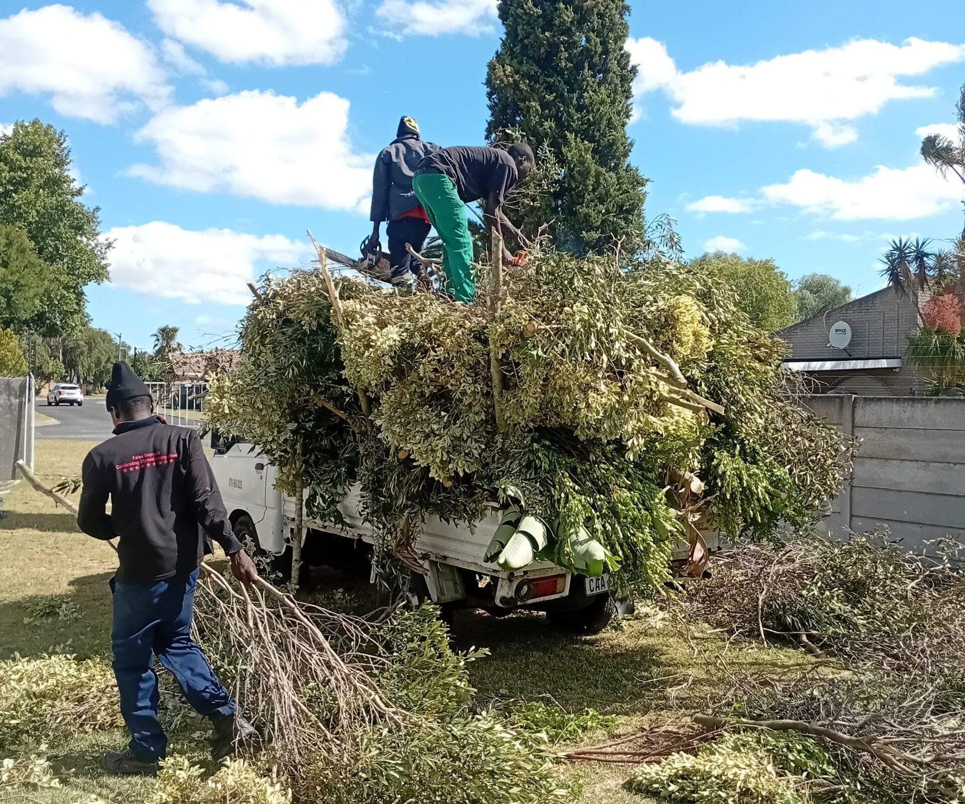 20250107_155152 Our skilled team performing a professional tree felling Cape Town service, efficiently handling the job from start to finish.