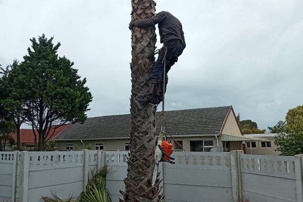 tree felling cape town Palm tree trimming and maintenance service in Cape Town