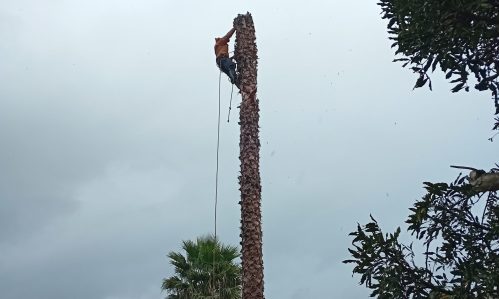 Palm Tree Trimming & Maintenance Palm tree trimming and shaping service in Cape Town.