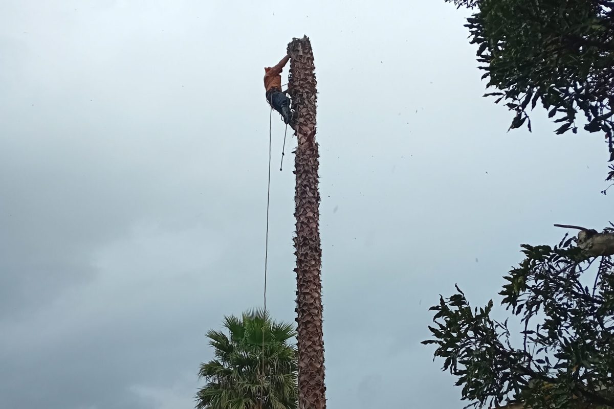 Palm Tree Trimming & Maintenance Palm tree trimming and shaping service in Cape Town.