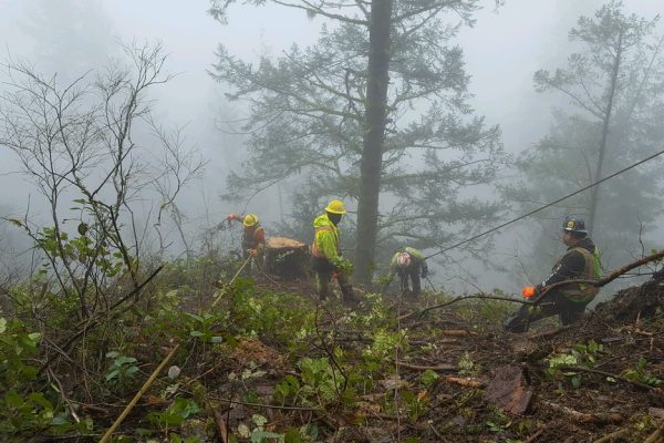 Tree removal above SR 503 east of Woodland Storm-damaged tree removal service in Cape Town