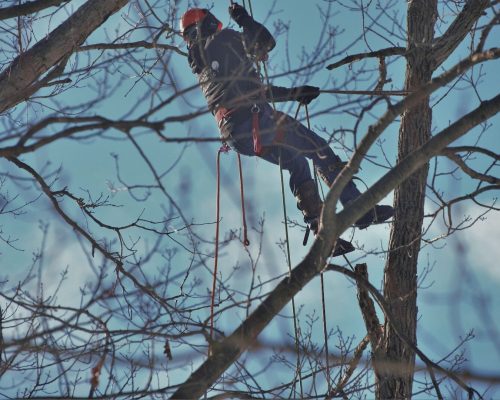 global tree felling cape town.jpg